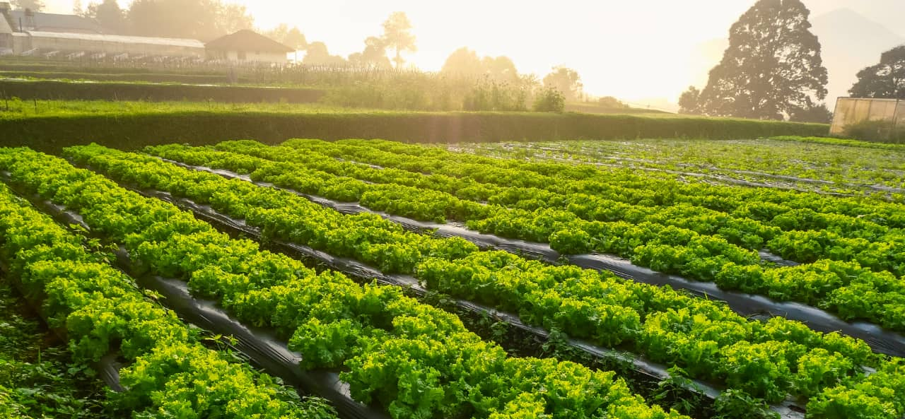RFID in Smart Farming: From UHF RFID Modules to Stickers for Machinery Tracking and Maintenance