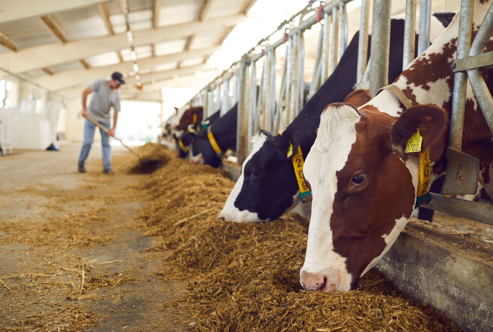 How Do RFID Tags for Cattle Work? Understanding Modern Livestock Identification Technology