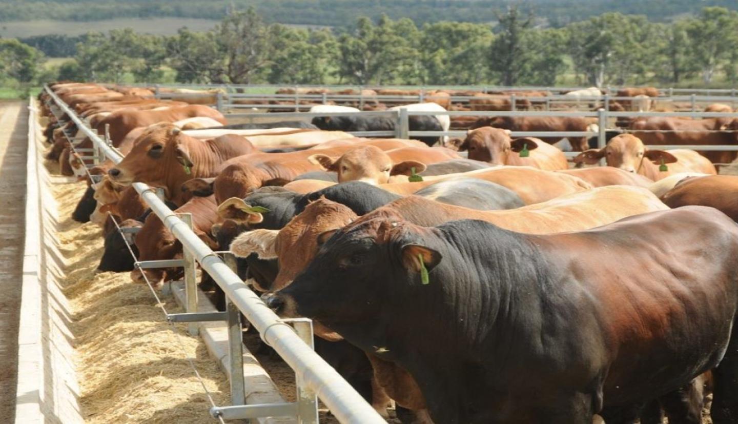 How Do RFID Tags for Cattle Work? A Complete Guide to Livestock Identification and Traceability