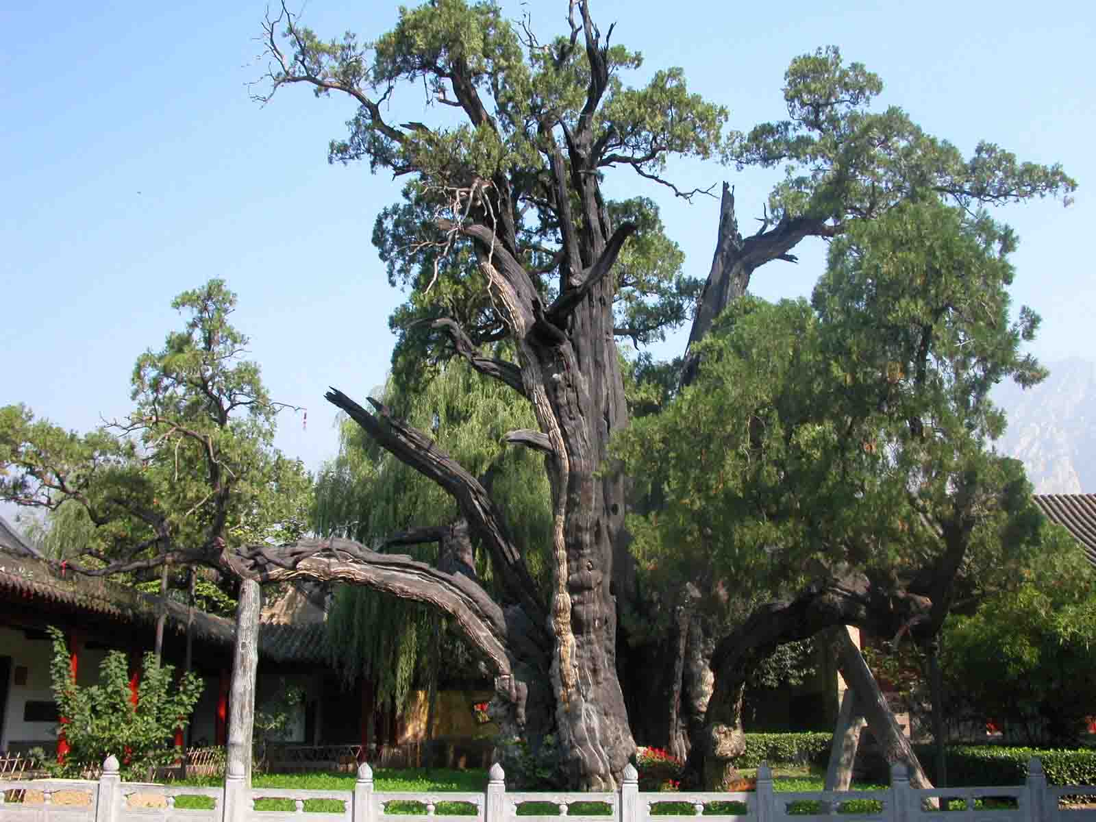 This study was conducted to establish a new type of the archive management system of ancient and famous trees so as to solve the problems of errors and low efficiency in traditional archive management