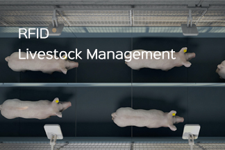 RFID Enables Animal Husbandry to Implement More Efficient and Intelligent Management